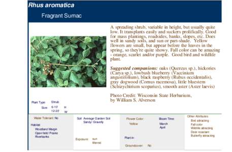 Fragrant Sumac (rhus aromatica)