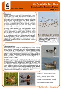 Mai Po Wildlife Fact Sheet Duck Satellite Tracking Project[removed]Introduction Situated mid-point on the East Asian-Australasian Flyway migratory bird path, the Mai Po Inner Deep Bay Ramsar Site