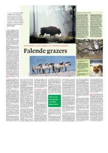 Grote grazers hebben in korte tijd  Wint de os of het bos?