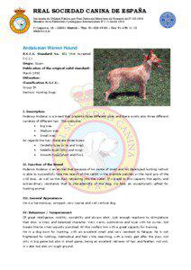 Andalusian Hound / Real Sociedad Canina de España / Alano Español / Fédération Cynologique Internationale / Canina / Ratonero Bodeguero Andaluz / Podenco Canario / Dog breeds / Breeding / Dog breeding