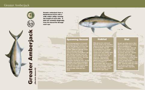 Greater Amberjack FRONT with bleed with copyright