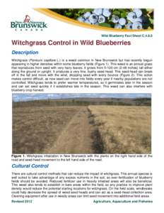 Wild Blueberry Fact Sheet C[removed]Witchgrass Control in Wild Blueberries Description Witchgrass (Panicum capillare L.) is a weed common in New Brunswick but has recently begun appearing in higher densities within some b