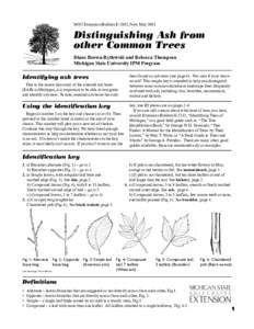 Distinguishing Ash from Other Common Trees