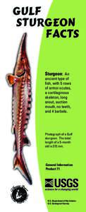 Gulf Sturgeon Facts Sturgeon: An