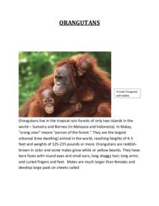 ORANGUTANS  Female Orangutan with babies  Orangutans live in the tropical rain forests of only two islands in the