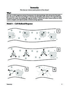 Immunity How does our immune system protect us from disease? Why? One way in which organisms maintain homeostasis is by detecting foreign cells and particles like pathogens and cancer cells. Once the pathogen is detected