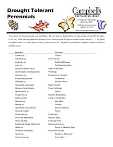 Perovskia atriplicifolia / Perovskia / Liatris / Penstemon / Sage / Sedum / Tickseed / Heliopsis / Asterids / Medicinal plants / Lamiaceae