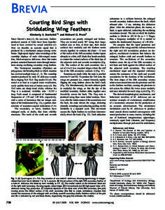 BREVIA Courting Bird Sings with Stridulating Wing Feathers Kimberly S. Bostwick1* and Richard O. Prum2 Since Darwin_s time (1), the nonvocal, featherproduced sounds of birds have been hypothesized to have evolved by sexu