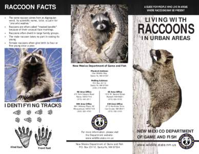 RACCOON FACTS     