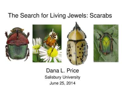 The Search for Living Jewels: Scarabs  Dana L. Price Salisbury University June 25, 2014