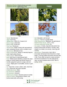 Botanical Name: Koelreuteria paniculata Common Name: Goldenrain Tree TREE  kole-roo-TEER-ee-uh pan-ik-yew-LAY-tuh