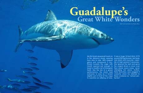 09_09_Feature_GuadelupeSharks.indd
