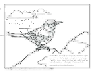 Ask A Biologist - Cactus Wren - Coloring Page