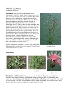 Microsoft Word - SPOTTED KNAPWEED-r.doc