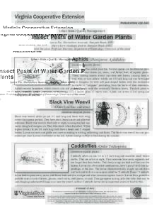 publication[removed]Urban Water-Quality Management Insect Pests of Water Garden Plants Laurie Fox, Horticulture Associate, Hampton Roads AREC