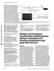 c o rresp o ndence Figure 2 HDR-mediated genome modification in rice protoplasts. (a) Schematic of the oligo targeting site in OsPDS. The sgRNA targeting sgRNA sequence is in blue, and the PAM sequence