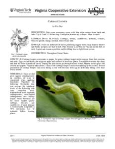 CABBAGE LOOPER by Eric Day DESCRIPTION: Pale green measuring worm with thin white stripes down back and sides. Up to 1 and 1/2 inches long. Caterpillar doubles-up, or loops, when it crawls. COMMON HOST PLANT(S): Cabbage,