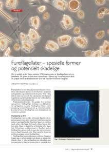 Plankton  Dinophysis Fureflagellater – spesielle former og potensielt skadelige