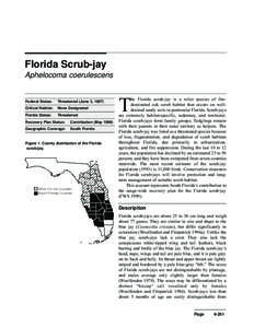 Taxonomy / Herpetology / Fauna of the United States / Western Scrub Jay / Florida scrub / Mexican Jay / Island Scrub Jay / Florida Scrub Lizard / Lake Wales Ridge / Aphelocoma / Jays / Florida Scrub Jay
