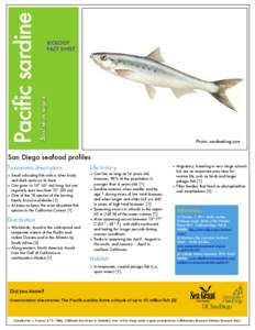 Sardinops sagax	  Pacific sardine BIOLOGY FACT SHEET
