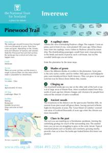 Pinus / Ornamental trees / Forestry / Pinaceae / Pine / Pinus nigra / Plantation / Wester Ross / Forest / Flora / Botany / Biota