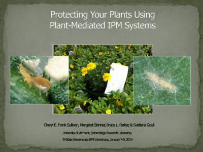 Plant-Mediated IPM Systems Plants used in combination with IPM tactics For Example:   Scouting aid (pest &/or nat. enemy attractant)