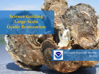 Science Guiding Large-Scale Oyster Restoration Stephanie Reynolds Westby, NOAA