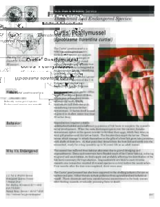 U.S. Fish & Wildlife Service  Threatened and Endangered Species Curtis’ Pearlymussel (Epioblasma florentina curtisi)
