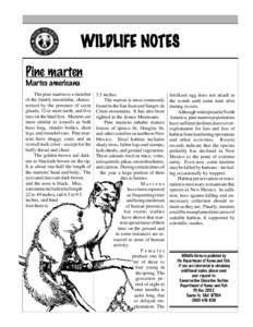 WILDLIFE NOTES Pine marten Martes americana The pine marten is a member of the family mustelidae, characterized by the presence of scent glands, 32 or more teeth, and five