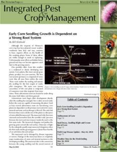 Early Corn Seedling Growth is Dependent on a Strong Root System By Bill Wiebold Although the majority of Missouri’s corn crop has been planted, recent weather conditions have had, and may continue