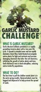 WHAT IS GARLIC MUSTARD?  Garlic Mustard (Alliaria petiolata) is a rapidly spreading invasive plant with a two-year life cycle. It spreads in wooded areas and can rapidly dominate a forest floor. Garlic Mustard out-compet