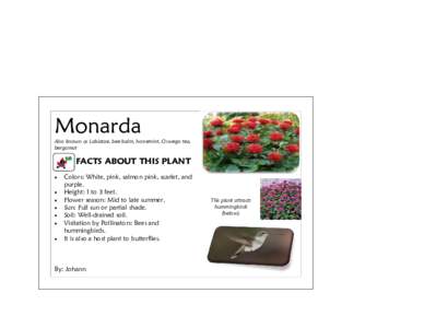 Monarda  Also known as Labiatae, bee balm, horsemint, Oswego tea, bergamot  FACTS ABOUT THIS PLANT