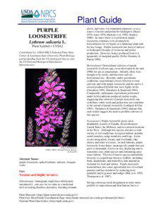 Plant Guide PURPLE LOOSESTRIFE