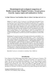 Zoology / Herpetology / Armenian tortoise / Biota / Tunisian spur-thighed tortoise / Testudo / Spur-thighed tortoise / Tortoise