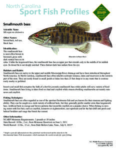 North Carolina  Sport Fish Profiles Smallmouth bass Scientific Name: