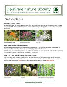 Native plants What are native plants? Native plants are plants that grow in the area or region where they evolved. These plants are specially adapted to the local climate, soil type, and wildlife. This means that they ar