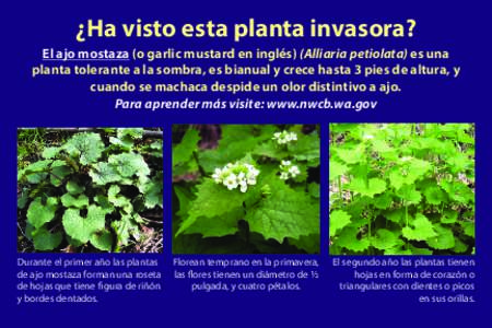 ¿Ha visto esta planta invasora? El ajo mostaza (o garlic mustard en inglés) (Alliaria petiolata) es una planta tolerante a la sombra, es bianual y crece hasta 3 pies de altura, y cuando se machaca despide un olor disti