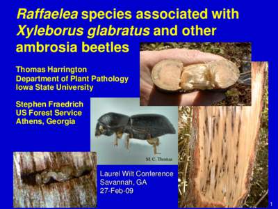 Raffaelea species associated with Xyleborus glabratus and other ambrosia beetles Thomas Harrington Department of Plant Pathology Iowa State University