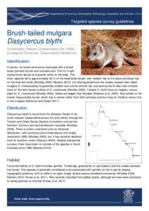 Targeted species survey guidelines  Vulnerable (Nature Conservation Act 1992) | Ecological Sciences, Queensland Herbarium  Identification