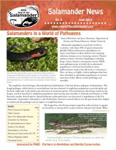 Batrachochytrium dendrobatidis / Red salamander / Salamandridae / Ranavirus / Amphibian / Woodland salamander / Lungless salamander / Asiatic salamander / Newt / Salamandroidea / Mole salamanders / Salamander