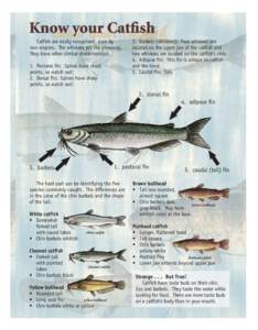Know your Catfish know your catfish Catfish are easily recognized, even by non-anglers. The whiskers are the giveaway.