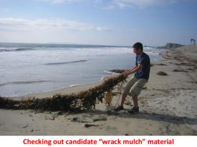 Checking out candidate “wrack mulch” material  Last year’s stubble This year’s resprouts Jim