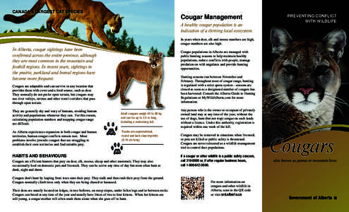 CANADA’S LARGEST CAT SPECIES  Cougar Management A healthy cougar population is an indication of a thriving local ecosystem.