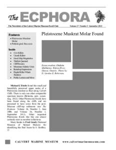 The  ECPHORA The Newsletter of the Calvert Marine Museum Fossil Club