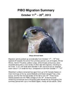 PIBO Migration Summary October 11th – 20th, 2013 Sharp-shinned Hawk  Migration activity picked up considerably from October 11th – 15th then