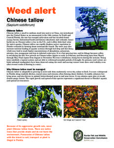 Weed alert Chinese tallow (Sapium sebiferum) Chinese Tallow  Chinese tallow, a small to medium-sized tree native to China, was introduced