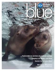 It’s time to live blue™  Playtime with Zoe and Sierra the California sea lions Chipping in for Myrtle’s new house Summer fun on Central Wharf