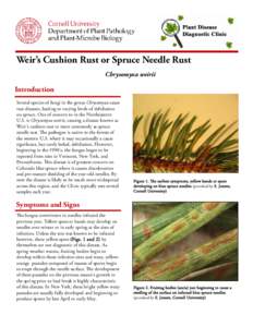 eir’s Cushion Rust or Spruce Needle Rust W Chrysomyxa weirii Introduction Several species of fungi in the genus Chrysomyxa cause