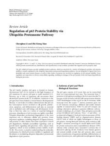 Regulation of p63 Protein Stability via Ubiquitin-Proteasome Pathway