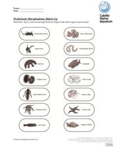Name: _______________________ Date: _______________________ Worksheet: Meroplankton Match-Up Directions: draw a line connecting the larval stage to the adult stage of each animal.